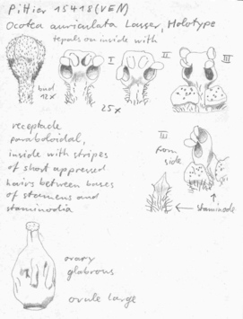 Vorschaubild Ocotea auriculata Lasser